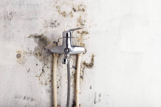 Best Fast Mold Removal  in Village Of Four Seasons, MO