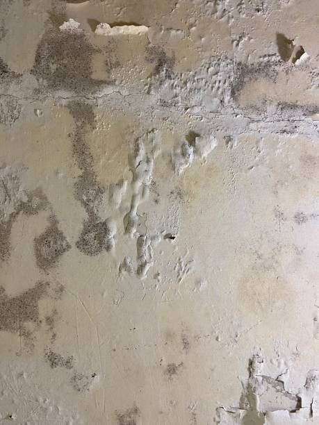 Best Local Mold Removal Service  in Village Of Four Seasons, MO