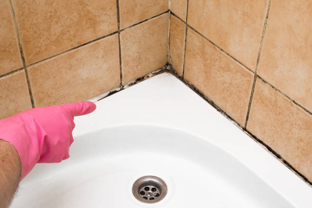 Office Mold Removal Services in Village Of Four Seasons, MO