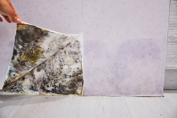 Best Professional Mold Removal  in Village Of Four Seasons, MO